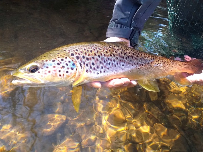 Usk gold - SJ from Herefordshire